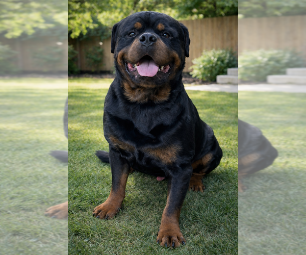 Medium Photo #5  Breeder Profile in WILLINGTON, CT, USA