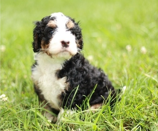 Medium Photo #1  Breeder Profile in EWING, VA, USA
