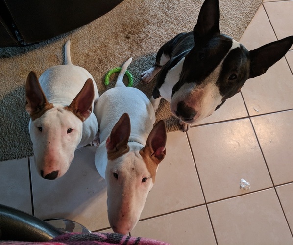 Medium Photo #1  Breeder Profile in TARPON SPGS, FL, USA