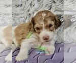 Small #1 Breeder Profile image