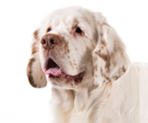 Clumber Spaniel Dog Breeder near SAINT JAMES, MO, USA