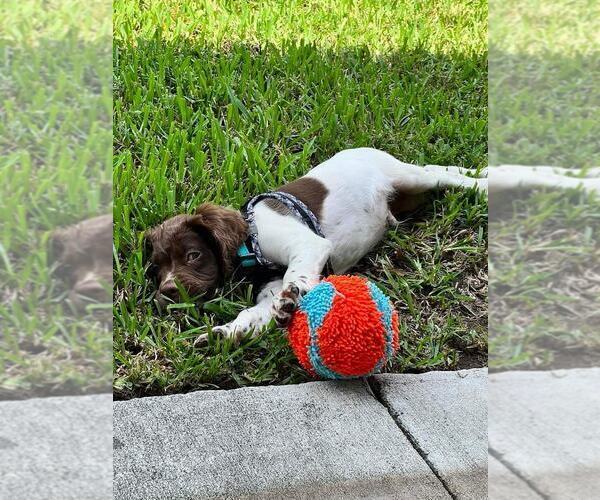 Medium Photo #173  Breeder Profile in HORTENSE, GA, USA