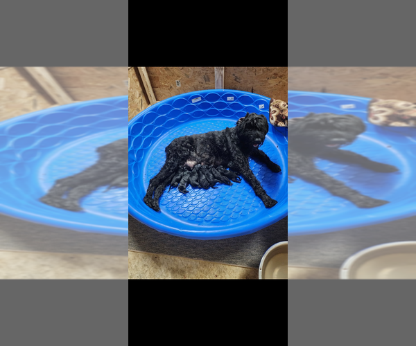 Medium Photo #1  Breeder Profile in DOUGLASVILLE, GA, USA