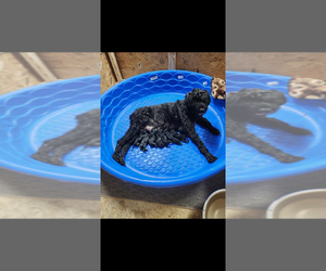 Schnauzer (Giant) Dog Breeder near DOUGLASVILLE, GA, USA