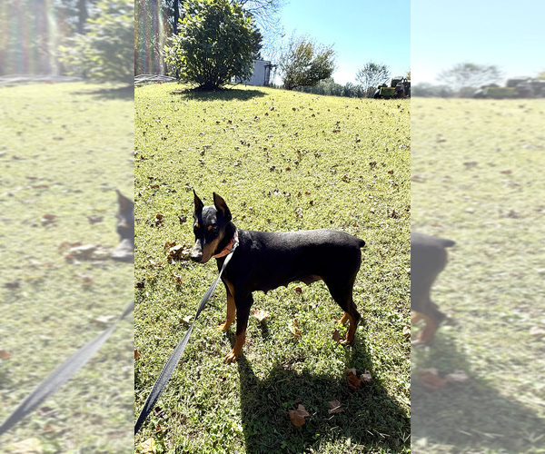 Medium Photo #6  Breeder Profile in HUNTSVILLE, AL, USA