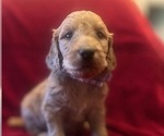 Small #1 Breeder Profile image