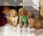 Small Photo #1  Breeder Profile in COPPERAS COVE, TX, USA