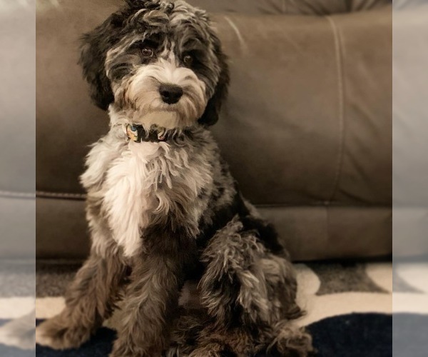 Medium Photo #7  Breeder Profile in BRUSH PRAIRIE, WA, USA