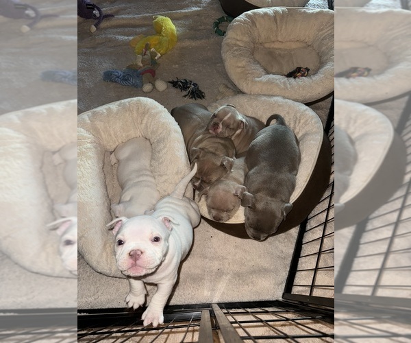 Medium Photo #1  Breeder Profile in YUCAIPA, CA, USA
