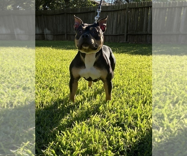 Medium Photo #1  Breeder Profile in SAN ANTONIO, TX, USA