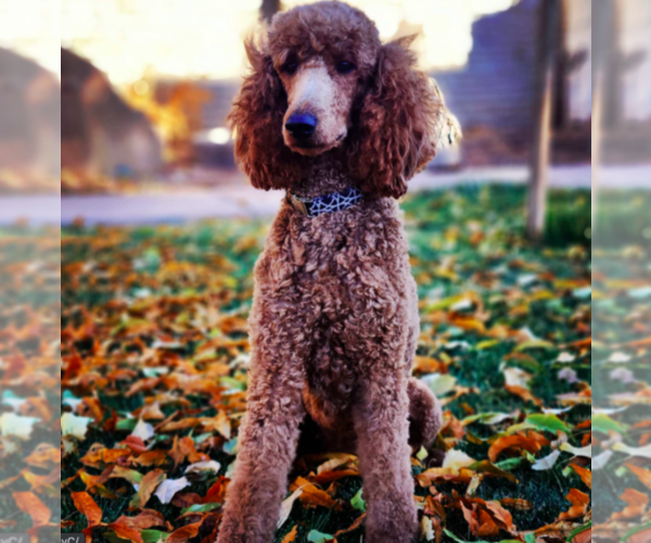 Medium Photo #1  Breeder Profile in SAINT GEORGE, UT, USA