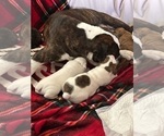 Small #20 Breeder Profile image
