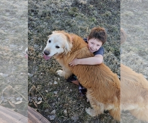 Golden Retriever Dog Breeder near BLACK FOREST, CO, USA