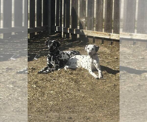 Medium Photo #1  Breeder Profile in FORT HOOD, TX, USA