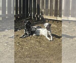 Dalmatian Dog Breeder near FORT HOOD, TX, USA