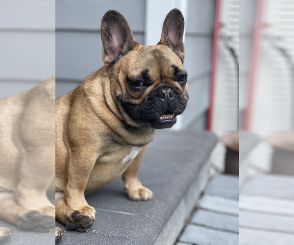 Medium Photo #30  Breeder Profile in KALISPELL, MT, USA