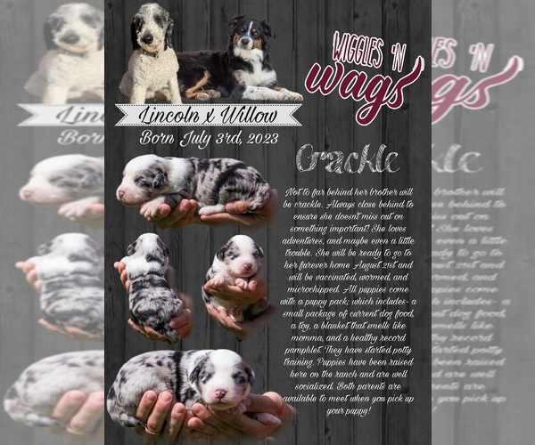 Medium Photo #17  Breeder Profile in PRAIRIE VIEW, KS, USA