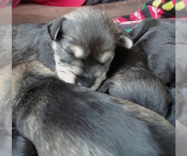 Medium Photo #1  Breeder Profile in ROLLA, MO, USA