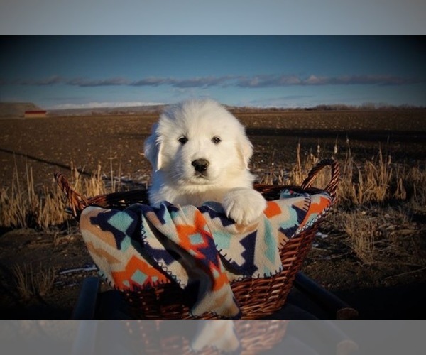 Medium Photo #1  Breeder Profile in PAYETTE, ID, USA