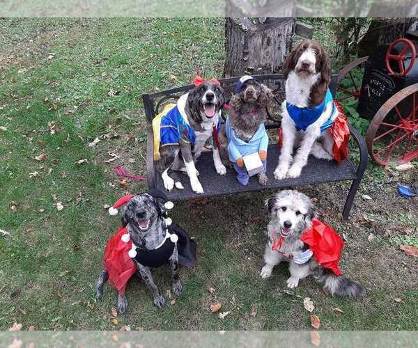 Medium Photo #31  Breeder Profile in MILLVILLE, MN, USA