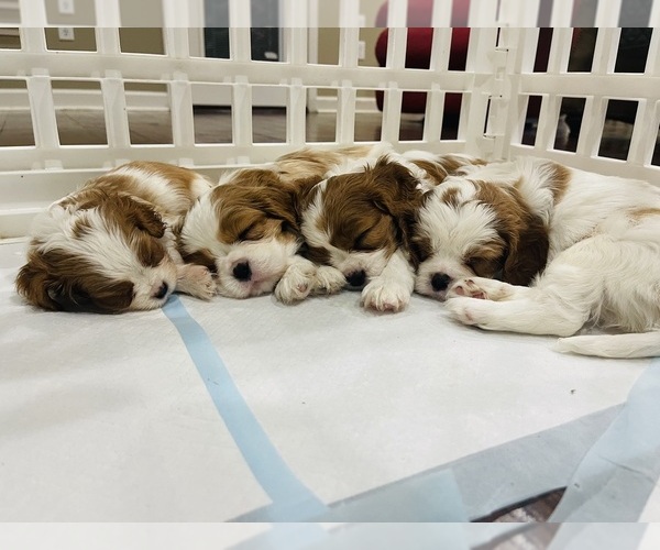 Medium Photo #1  Breeder Profile in ALMA, GA, USA