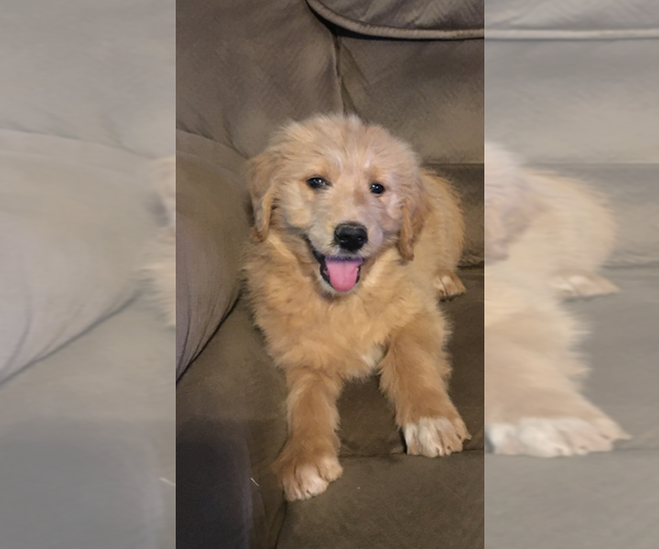 Medium Photo #1  Breeder Profile in ARAB, AL, USA