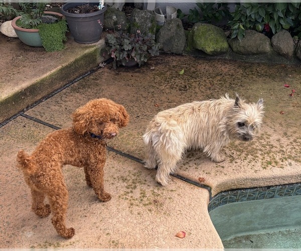Medium Photo #30  Breeder Profile in FAIR OAKS, CA, USA