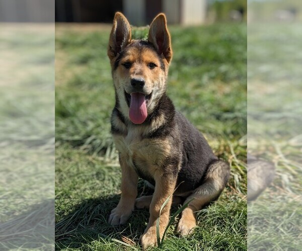 Medium Photo #1  Breeder Profile in AUBURN, KY, USA