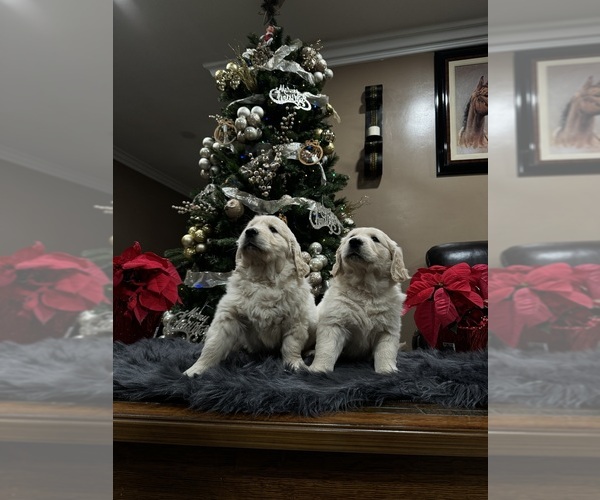 Medium Photo #1  Breeder Profile in MIRA LOMA, CA, USA