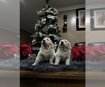 Small breeder photo