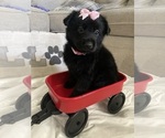 Small #1 Breeder Profile image
