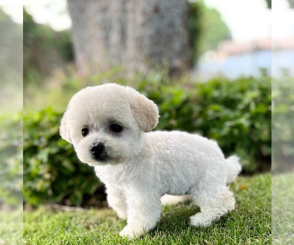 Medium Photo #3  Breeder Profile in REDLANDS, CA, USA