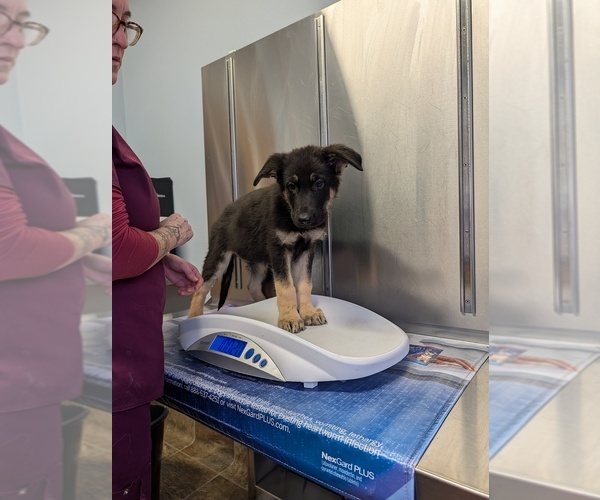 Medium Photo #6  Breeder Profile in ESSEX, IL, USA