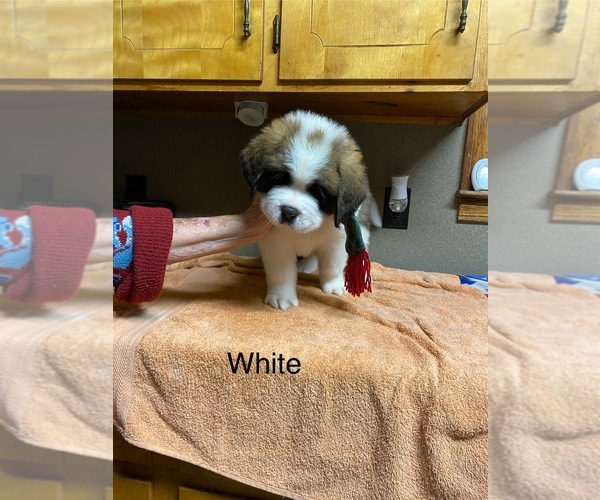Medium Photo #3  Breeder Profile in ELIZABETH CITY, NC, USA