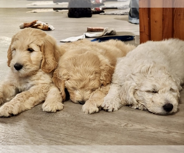 Medium Photo #1  Breeder Profile in HAMPSTEAD, NC, USA