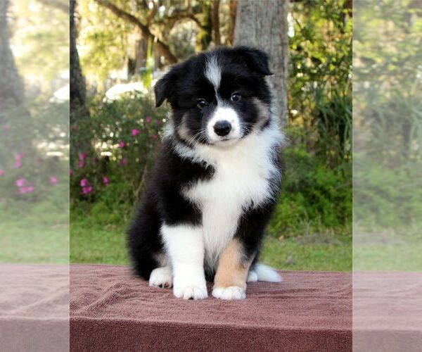Medium Photo #1  Breeder Profile in WILDWOOD, FL, USA
