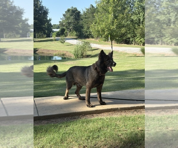 Medium Photo #4  Breeder Profile in MOSCOW, TN, USA