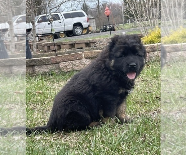 Medium Photo #58  Breeder Profile in TWINING, MI, USA