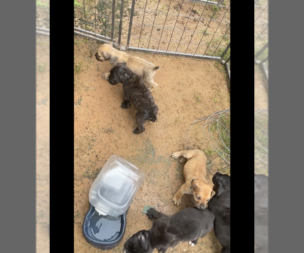 Medium Photo #1  Breeder Profile in ATLANTA, GA, USA