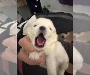 Pomeranian Dog Breeder near HOLLYWOOD, FL, USA