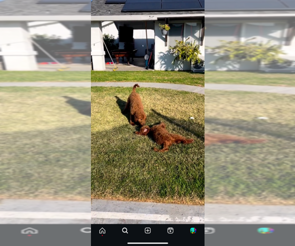Medium Photo #9  Breeder Profile in ONTARIO, CA, USA