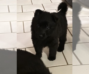 German Shepherd Dog Dog Breeder near BARTLETT, TN, USA