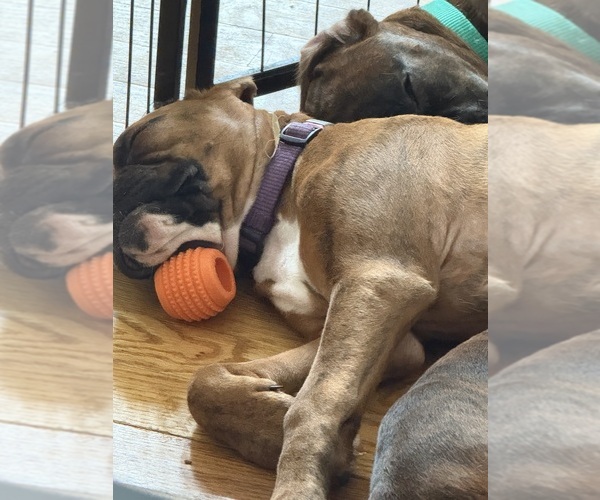 Medium Photo #1  Breeder Profile in BOWIE, MD, USA