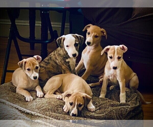 Medium Photo #14  Breeder Profile in COVENTRY, RI, USA