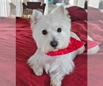 Small #11 Breeder Profile image