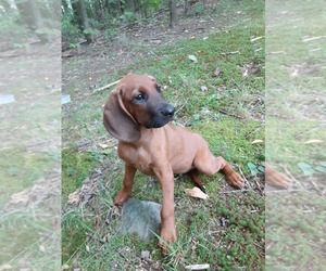 Main photo of Redbone Coonhound Dog Breeder near VAN ETTEN, NY, USA