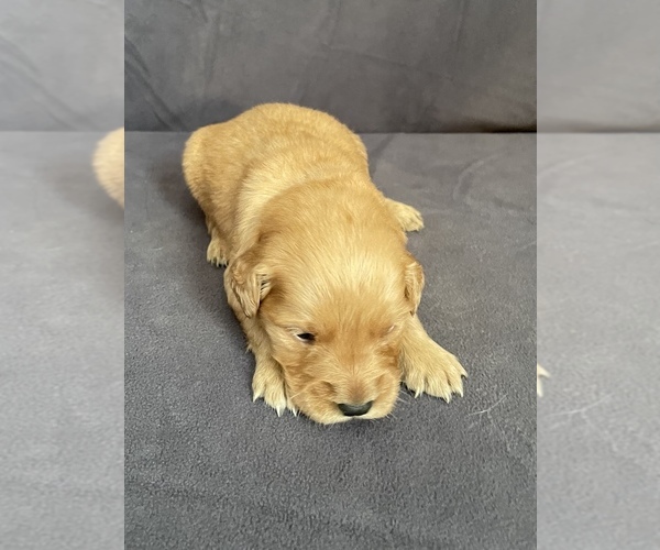 Medium Photo #4  Breeder Profile in HACKETT, AR, USA