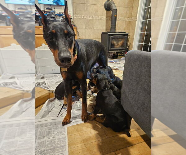Medium Photo #18  Breeder Profile in NORTH SMITHFIELD, RI, USA