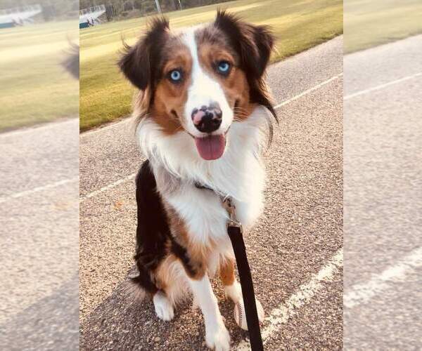 Medium Photo #20  Breeder Profile in DOTHAN, AL, USA