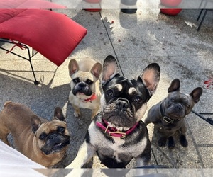 French Bulldog Dog Breeder near MANCHESTER, MI, USA